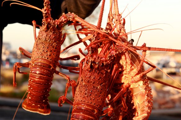 They’re a favourite out west, but what does 2024 have in store for crayfish dishes? Read on to find out.