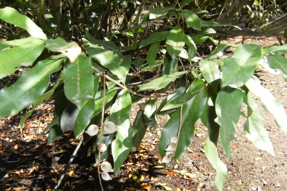 The rare macadamia jansenii trees that were destroyed by fires near Bundaberg over the summer. 