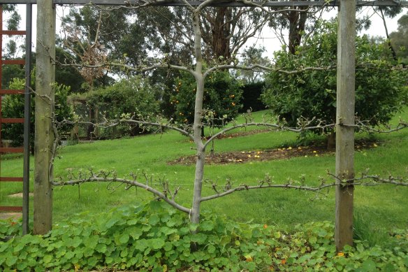 An apple trained into a horizontal cordon, that is about 15 years old, in a garden in Main Ridge.