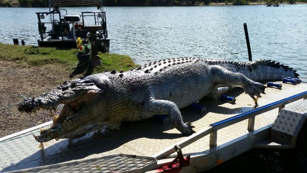 Police along with the Department of Environment and Science launched an investigation after a 5.2-metre crocodile was found shot dead near Rockhampton in September.