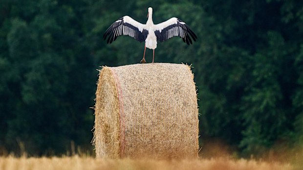 A stork stands on a straw bale on a field in the outskirts in Frankfurt, Germany.