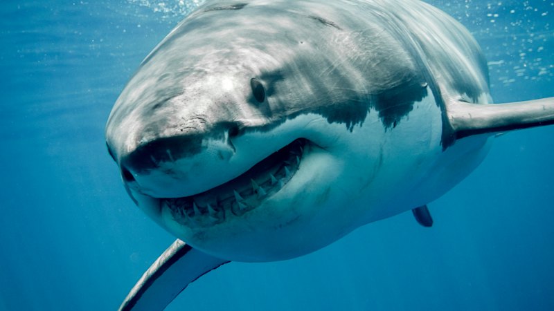 This new luxury beachside resort has a problem: How to stop the massive sharks attacking the guests