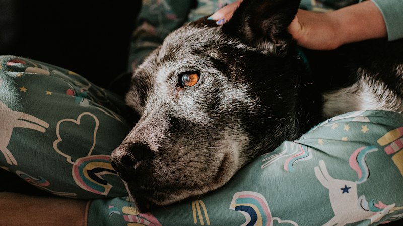 ‘Ambitious but possible’: The project that might boost your dog’s lifespan