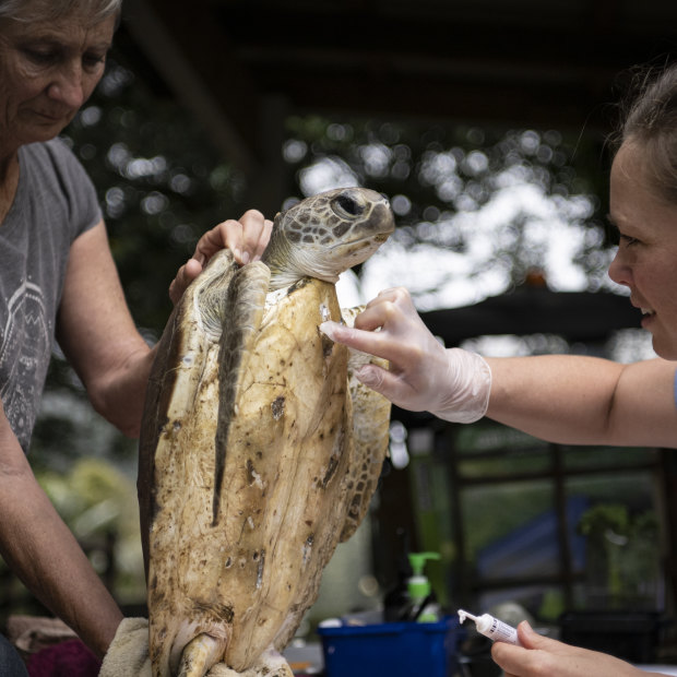 Hannah Taylor and volunteer Dee Duncanson caring for Doris.