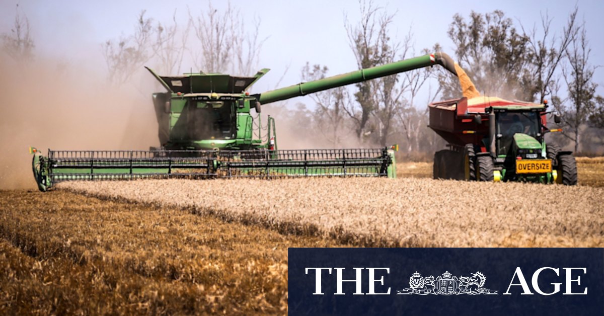 Bin-busting grain harvest reviving rural towns - Vimarsana News
