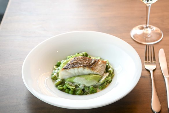 Pink snapper with broad beans, zucchini, asparagus and veloute.