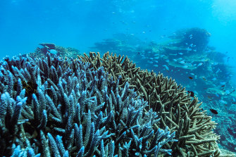 Under stress: Great Barrier Reef corals face multiple threats, especially from climate change.