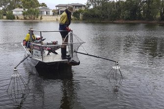 Electrofishing for carp and koi in Perth urban lakes.