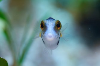 A scene from the documentary Puff: Wonders of the Reef.