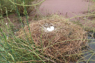 One of the abandoned black swan nests at Lake Bael Bael, near Kerang.