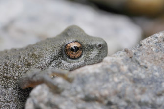 The frogs have a very distinctive call used during mating season.