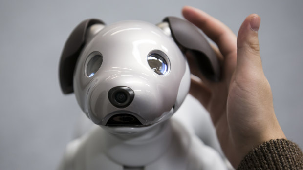 Sony's robotic dog Aibo is about the size of a Yorkshire terrier.