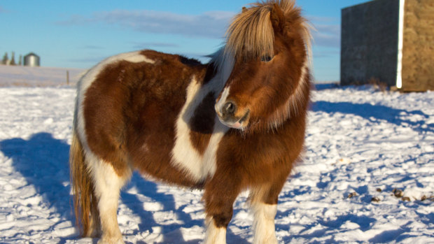 Miniature horses have joined cats and dogs on Alaska Air's approved service animals list.