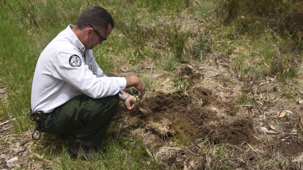 ACT parks manager Brett McNamara inspects damage done by feral pigs in Namadgi.