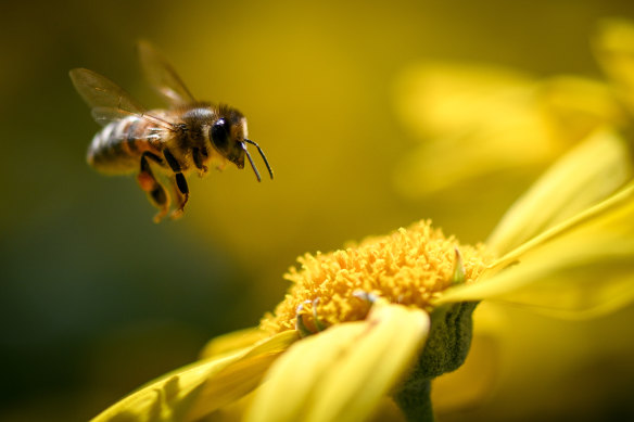 Yeni bir Amerikan çalışması, arıların genetiğinde bir değişikliğe işaret ediyor.