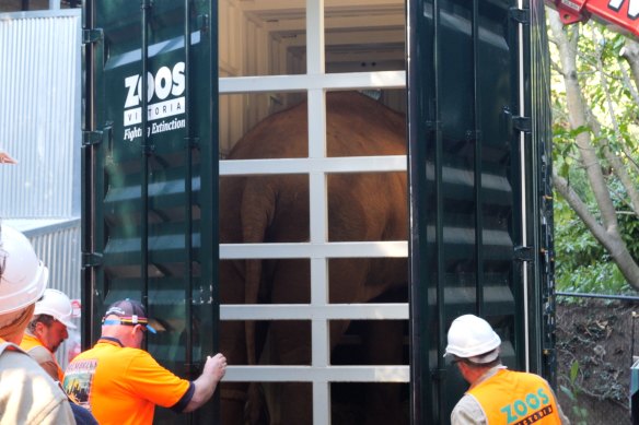 Luk Chai made the journey to Werribee in a custom-built air-conditioned crate on Thursday.