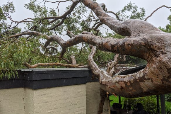 A fallen tree in Greenwich, Sydney.