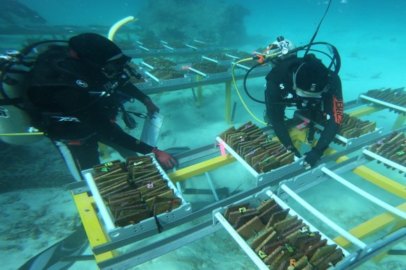 Researchers place corals grown from warmer waters into trays.