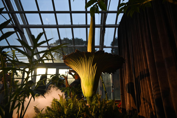 It is the first time in 15 years that it has bloomed and it will only last 24 hours.