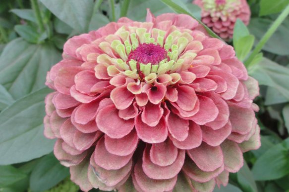 Zinnia ‘Queeny Lime Red’.