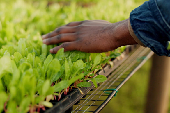 Herbs, Asian greens and microgreens can be kept in a greenhouse so you have a continuous supply.