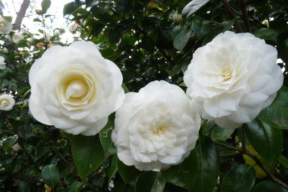 Camellia Japonica.
Alba Plena: One of the earliest Chinese camellias to reach the Western world (1792), rose to become the colonial symbol of womanly excellence and the women’s vote in the 1890s.  