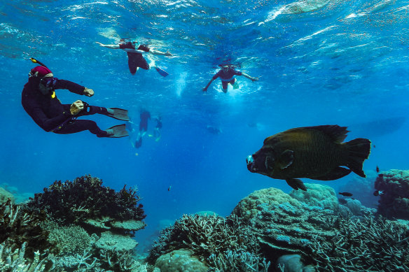 While the Great Barrier Reef had shown some recovery in the past couple of years, the health remains on a downward trend.