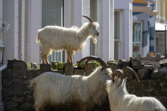 The goats have been nibbling hedges as they make themselves at home in the quiet streets in Llandudno, north Wales.