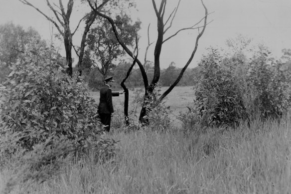 "A horse looking in  Simmonds' direction helped police to find him behind the tree Constable J. Gulliver of Maitland is indicating." November 16, 1959.