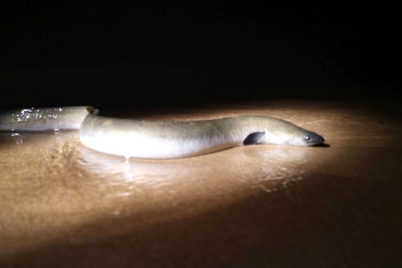 An eel migrating over a sandbar.