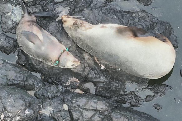 A fur seal pup entangled in rope next to its mother.