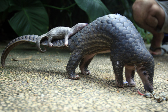 A pangolin carries its baby in a Bali zoo. Pangolin scales are in high demand for use in traditional Chinese medicine. 