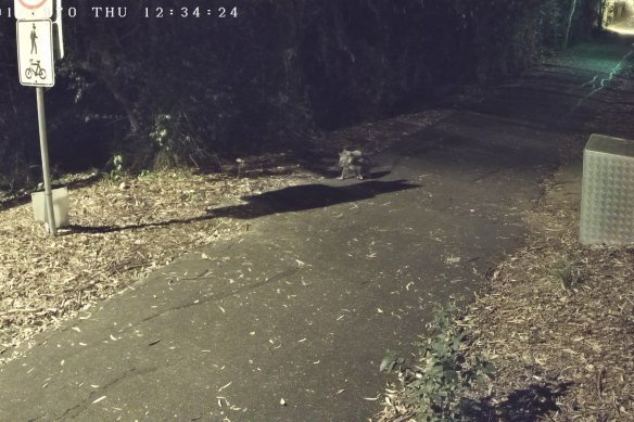 A koala caught on camera and identified by artificial intelligence as part of a Griffith University research project.