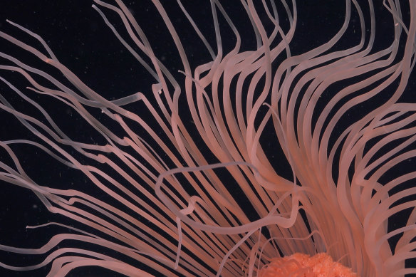 The tentacles of a solitary hydroid drift in currents 360 metres deep at an area of the seabed that was very recently covered by the George VI Ice Shelf, a floating glacier in Antarctica. Solitary hydroids are related to corals, jellyfish and anemones but do not form colonies.
