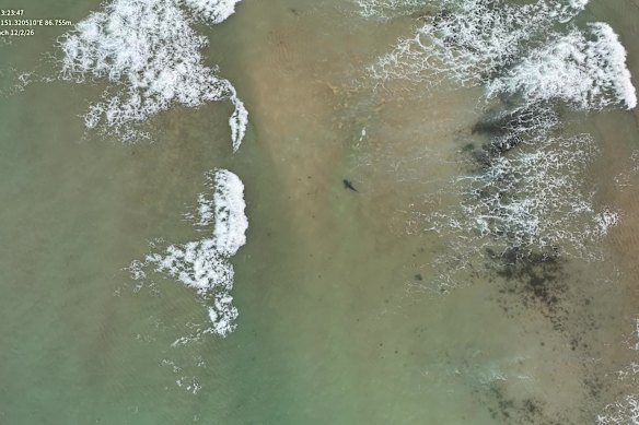 A drone was deployed after reports of a shark sighting.