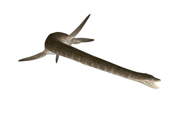 A reconstruction of Eromangasaurus australis.