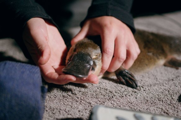 A juvenile female platypus about six months old found on Sunday night. At 850 grams it is almost the size of an adult, but it still has residual spurs not found in adult females.