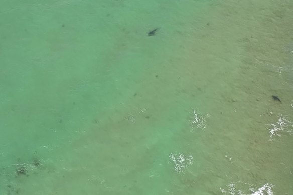 Three bull sharks were spotted in the area.