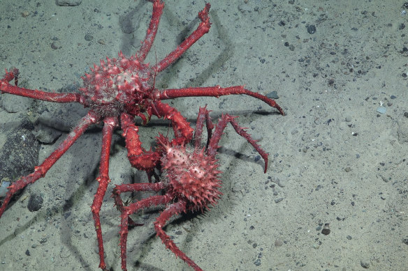 King crabs interact on the seafloor in the Bellingshausen Sea off Antarctica, in an area where the shelf break and slope are cut by several underwater gullies.