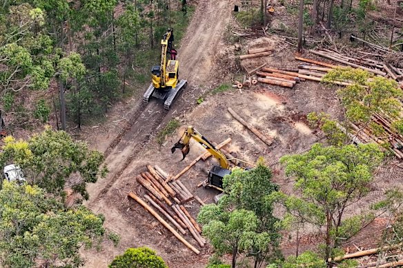 Logging operations inside the proposed Great Koala National Park on the NSW north coast before the moratorium on logging imposed last September.