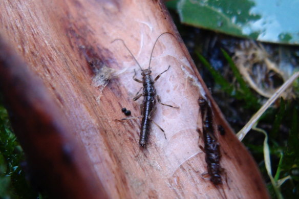 The Mount Donna Buang wingless stonefly lives in ephemeral streams often hides inside rolled up bark. 