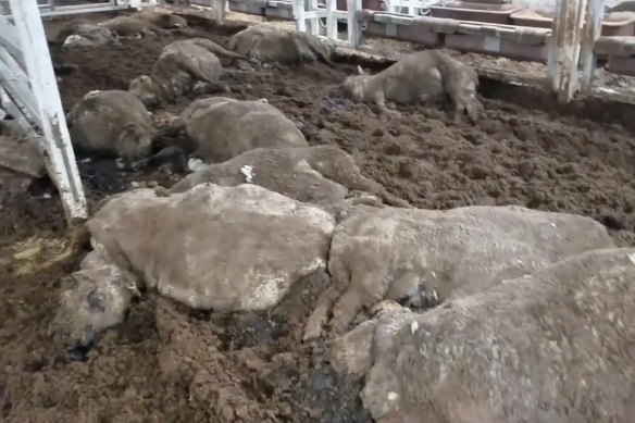 A review was called after footage emerged revealing mass deaths of animals during live export to the Middle East. 