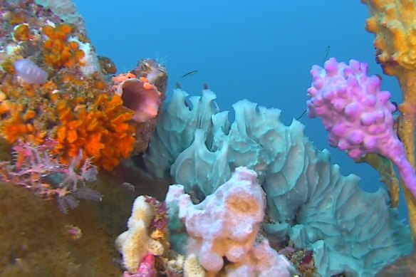 A colourful sponge garden spotted by the robot submarine.