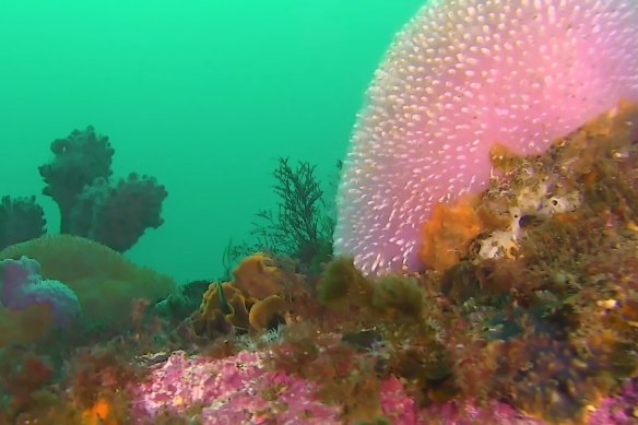 Giant pink jelly ascidian in Twofold Bay, Eden. 