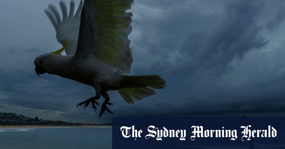 Sydney braces for gale-force winds, torrential rains from coastal low