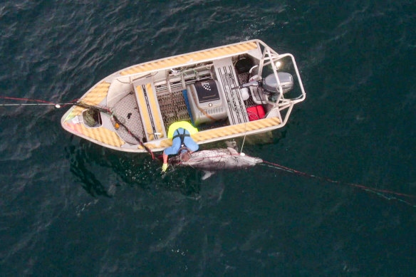 A dolphin trapped in shark nets at Bondi died in the week before nets are due to be removed for the winter season.