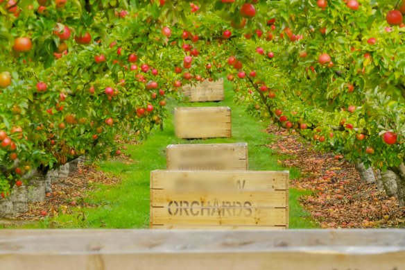 An apple orchard in Huon, Tasmania.