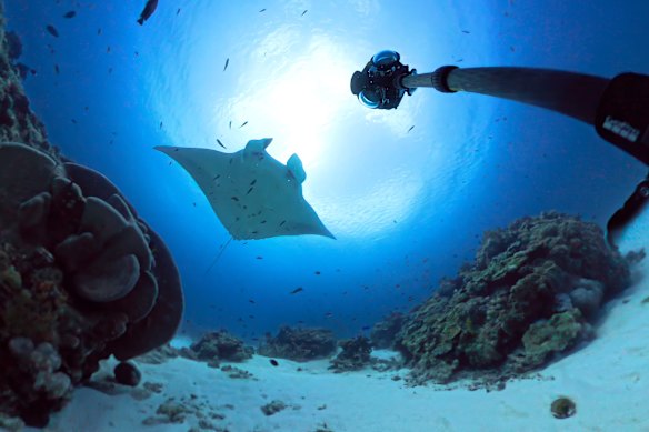 A manta ray swims past White Spark Pictures’ bespoke underwater virtual-reality camera.