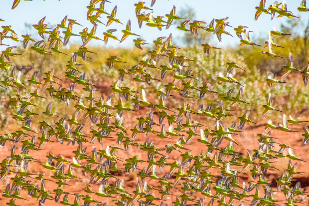 Budgerigars in the outback.