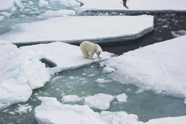 Polar bears are running out of habitat as the world’s crucial Arctic sea ice breaks up and melts.